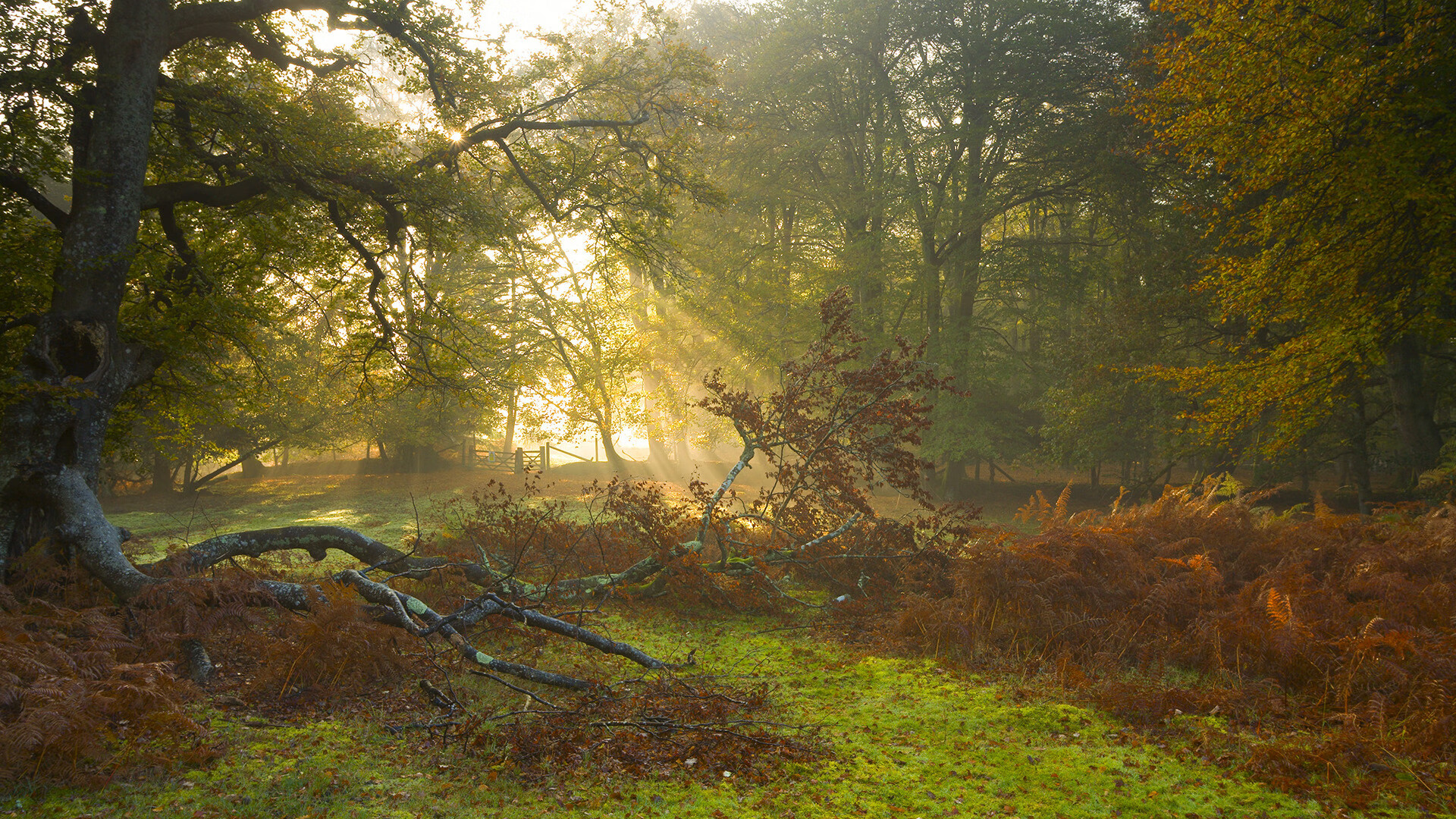 曼联在主场大胜,争夺联赛冠军希望升腾