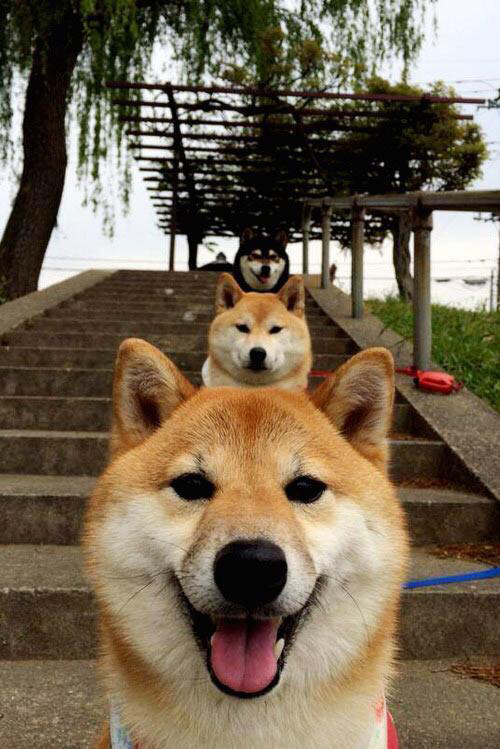 格鲁吉亚女篮在欧洲锦标赛中赢得佳绩,迈向国际新舞台,格鲁吉亚篮球赛